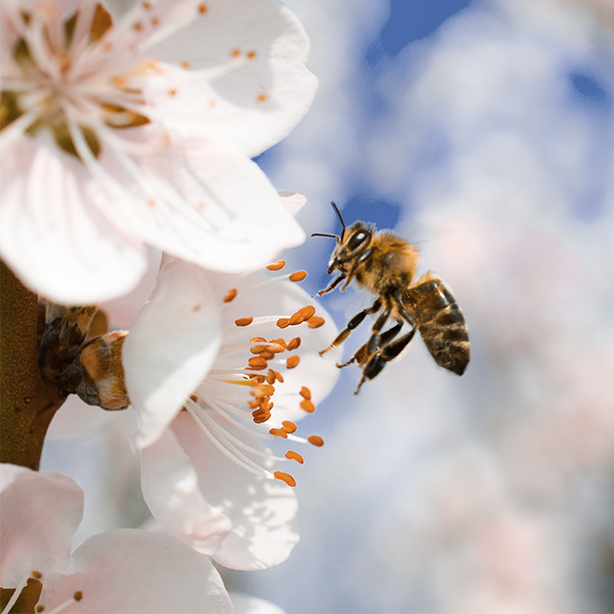 Rêver d'abeille