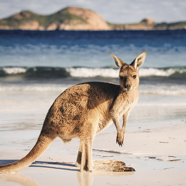 Rêver d'un kangourou